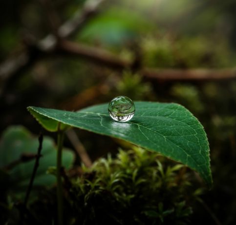 a-photograph-of-a-single-vibrant-green-l_8CUs2k_aQfuGAu48kSOk_A_fnq0WcsPT5CQPy6QYDppig a-photograph-of-a-single-vibrant-green-l_8CUs2k_aQfuGAu48kSOk_A_fnq0WcsPT5CQPy6QYDppig